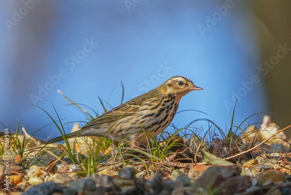 Fototapeta ビンズイ