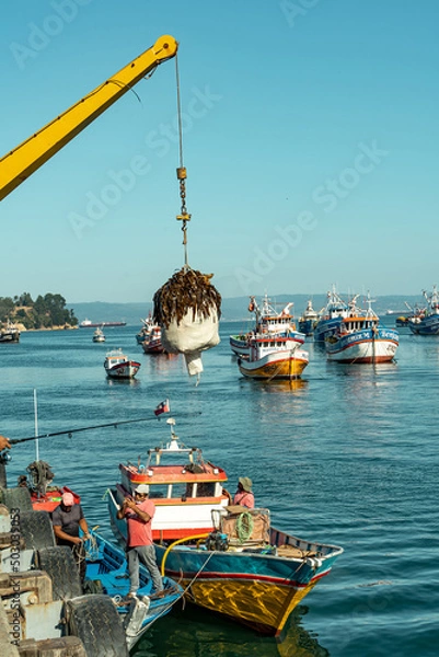 Fototapeta Fishermen extracting seaweed from a boat at sea with a crane, Chile.