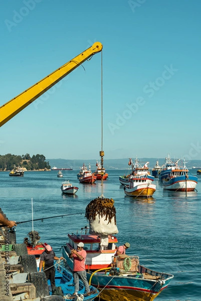 Fototapeta Fishermen extracting seaweed from a boat at sea with a crane, Chile.