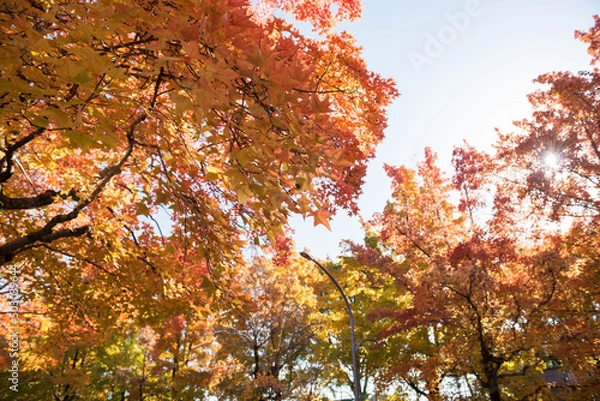 Fototapeta 秋の箕面