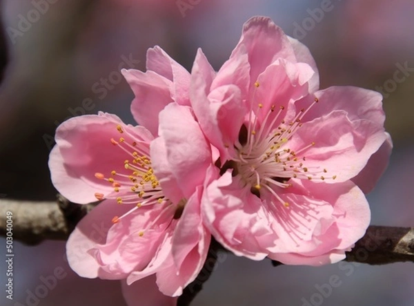 Fototapeta 桃の花をクローズアップ