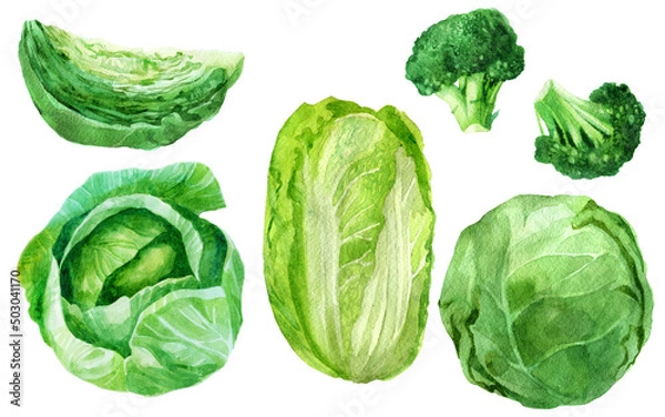 Obraz Watercolor illustration, set. Cabbage. Watercolor drawing of vegetables.