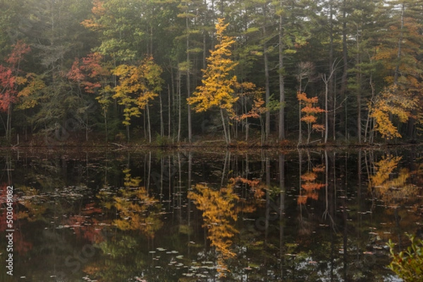 Fototapeta A pond reflecting fall foliage and morning fog