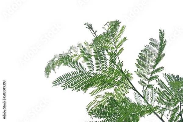 Obraz Tropical plant leaves with branches on white isolated background for green foliage backdrop 