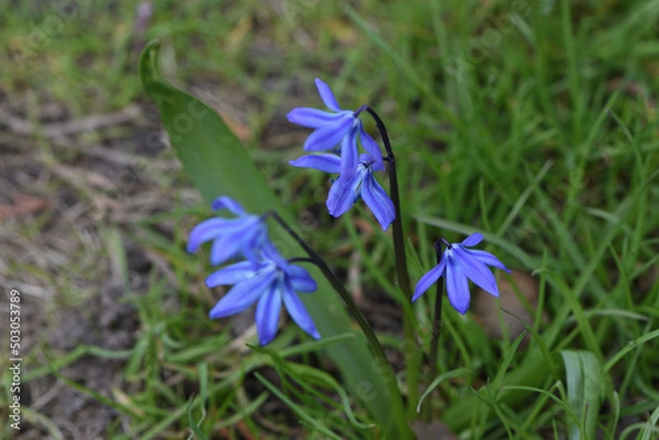 Obraz spring crocus flowers