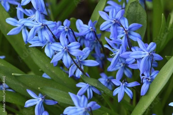 Obraz forget me not