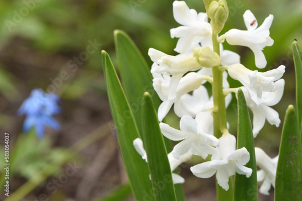Obraz close up of white hyacinth