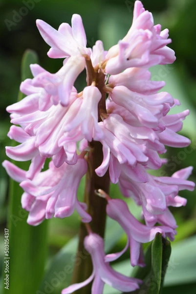 Obraz bee on pink flower