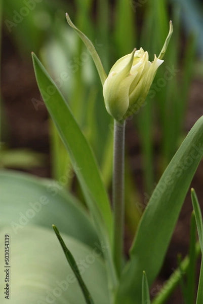 Obraz bud of a tulip