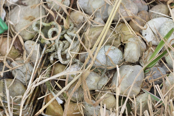 Obraz close up of grass