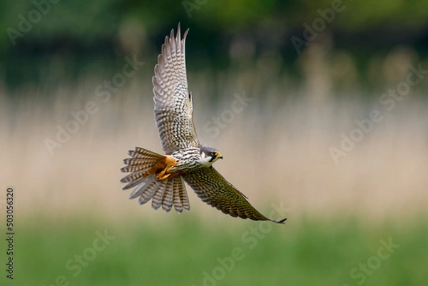 Fototapeta Eurasian hobby flying