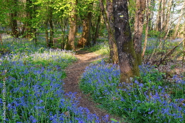 Obraz Chemin de randonnée fleuri