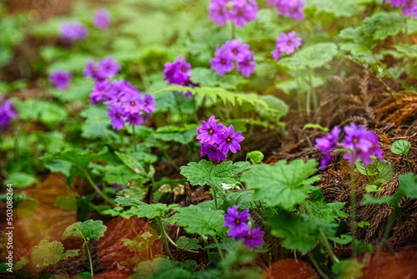 Fototapeta 世界でここだけの花　群馬県みどり市のカッコソウの花を訪ねて
