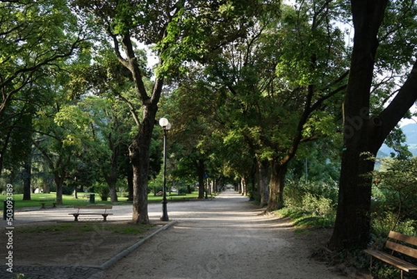 Obraz Trees in the park