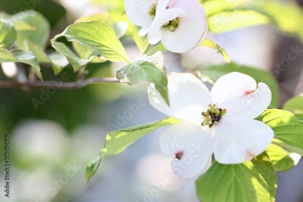 Obraz ハナミズキ