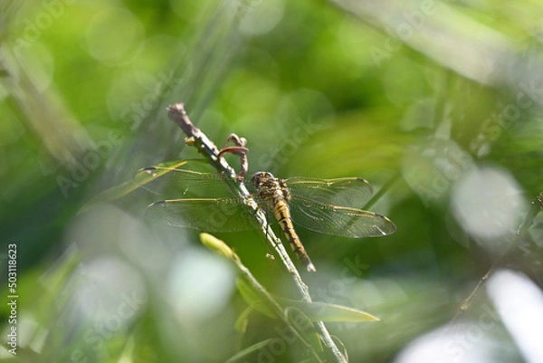 Obraz 初夏の晴れた日に枝に止まり羽根を休めるトンボ