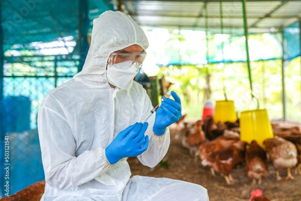 Obraz Veterinarians vaccinate against diseases in poultry such as farm chickens, H5N1 H5N6 Avian Influenza (HPAI), which causes severe symptoms and rapid death of infected poultry.
