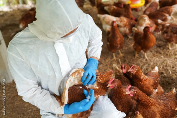 Obraz Veterinarians vaccinate against diseases in poultry such as farm chickens, H5N1 H5N6 Avian Influenza (HPAI), which causes severe symptoms and rapid death of infected poultry.
