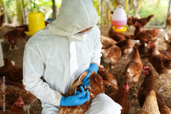 Obraz Veterinarians vaccinate against diseases in poultry such as farm chickens, H5N1 H5N6 Avian Influenza (HPAI), which causes severe symptoms and rapid death of infected poultry.
