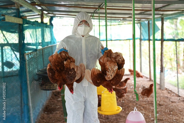 Obraz Veterinarians vaccinate against diseases in poultry such as farm chickens, H5N1 H5N6 Avian Influenza (HPAI), which causes severe symptoms and rapid death of infected poultry.

