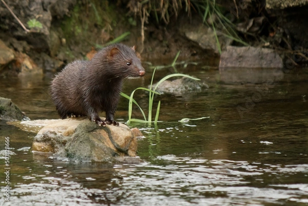 Obraz American Mink in River
