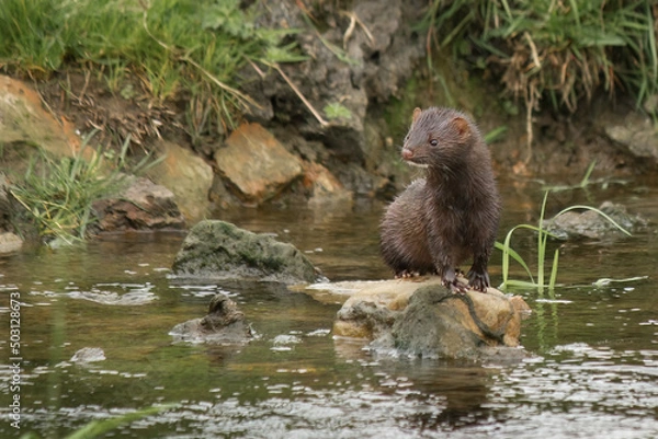 Obraz American Mink in River