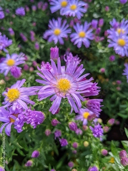 Fototapeta purple and white flowers
