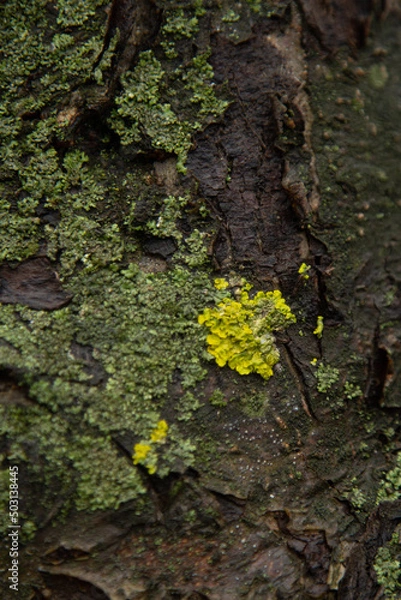 Fototapeta lichen on apple tree