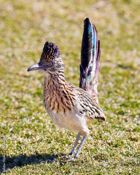 Obraz Road Runner on the grass
