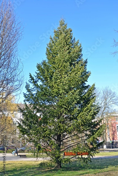 Fototapeta Pseudotsuga menziesii (Mirb.) Franco) in the city square. General view