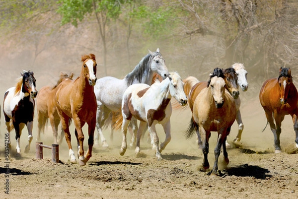 Obraz Horses running