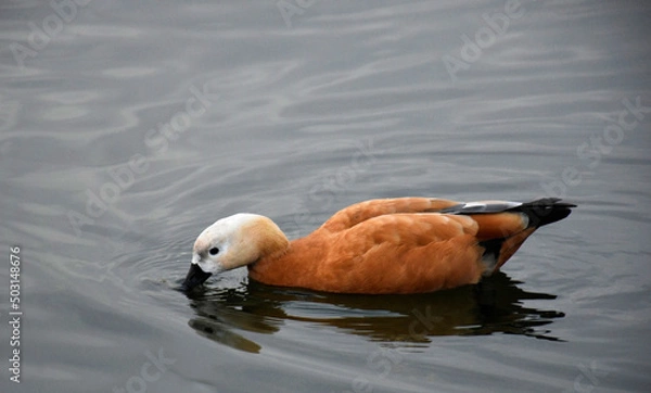 Obraz A duck drinks water in a pond