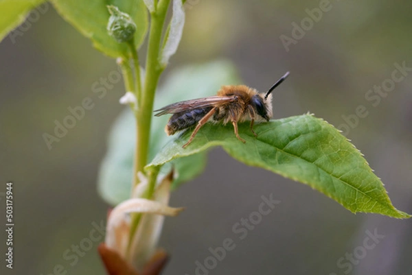 Fototapeta Spring insect on a fresh lea