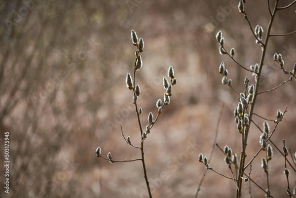 Fototapeta Spring branches of willow with blossoming buds in the backlight