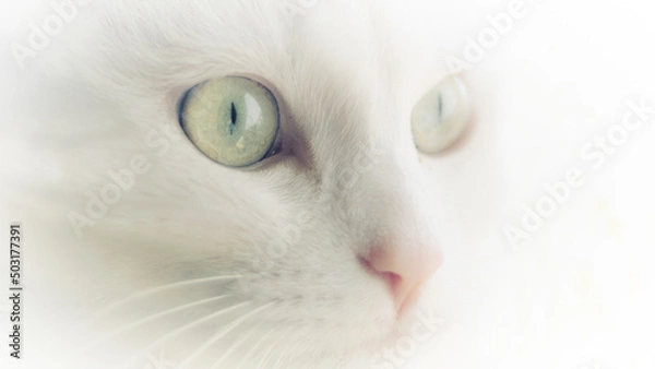 Fototapeta Portrait of a white cat with huge green eyes