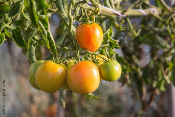 Fototapeta A panicle with still riping yellow tomatoes in the greenhouse, close up, blurred background