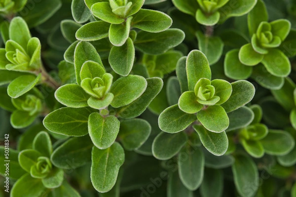 Obraz Świeży majeranek