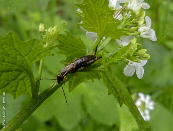 Fototapeta Close up of a male Earwig (Forficula auricularia) an insect in the order Dermaptera foraging in daylight on the wildflower Mustard Garlic (Alliaria petiolata) Selective focus. Landscape image. England