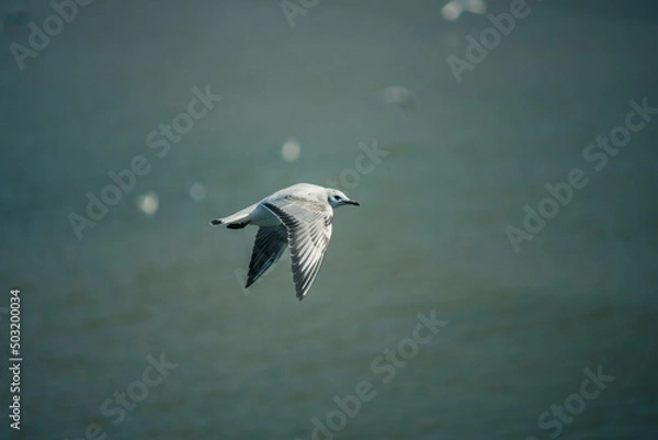 Obraz seagull flies over baltic sea
