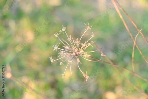 Obraz Carota selvatica