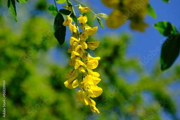 Obraz Maggiociondolo