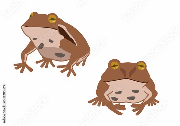 Obraz ヒキガエル　線無し