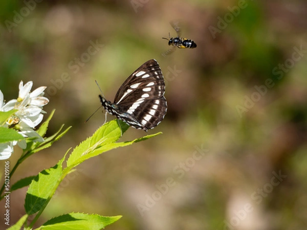 Fototapeta コミスジチョウ
