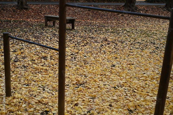 Fototapeta 秋の公園