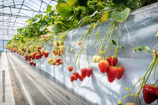 Obraz いちご農園