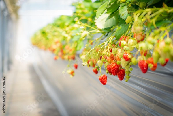 Obraz いちご狩り