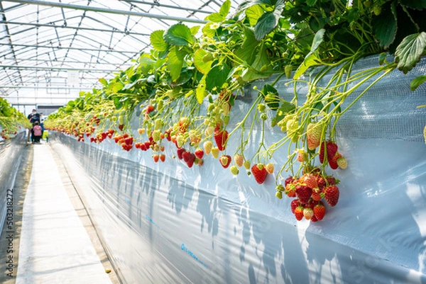 Obraz いちご狩り