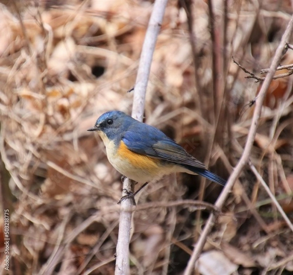 Obraz 綺麗な青い小鳥