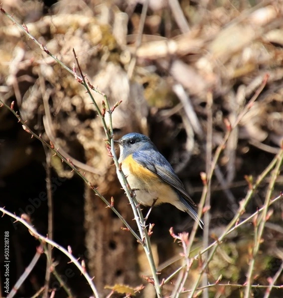 Obraz 細い枝に止まっている青い鳥