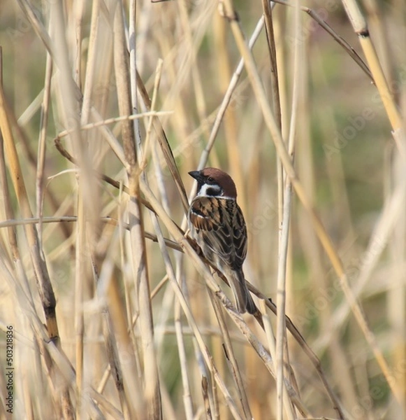 Obraz 草の茂みに隠れるスズメ